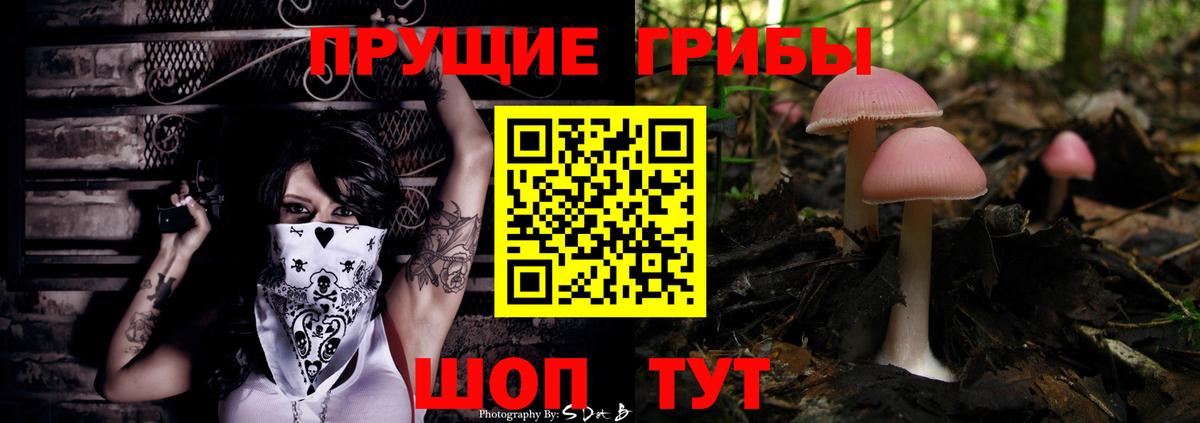 Тында  Псилоцибиновые грибы Psilocybe  Вход с VPN 